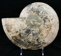 Split Ammonite Half - Agatized #12460-2